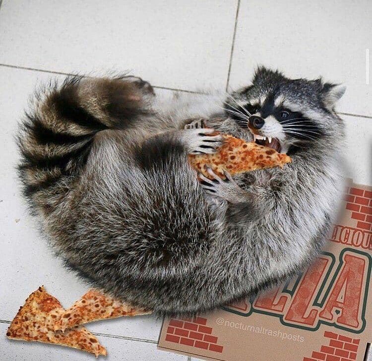 Orange Raccoon Pizza